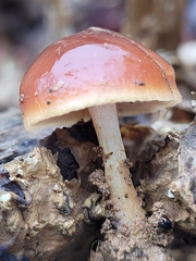 Pholiota castanea