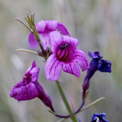 Penstemon thurberi