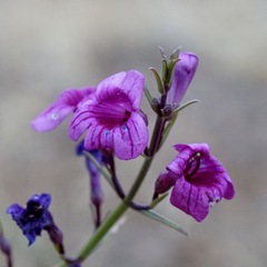 Penstemon thurberi