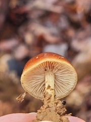 Pholiota castanea