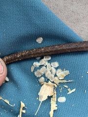 Mentzelia multiflora