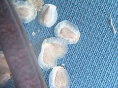 Mentzelia multiflora