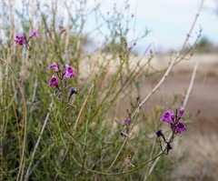 Penstemon thurberi