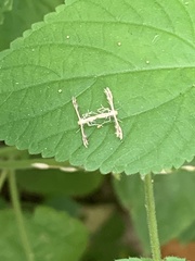 Oxyptilini