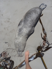 Arctocephalus pusillus pusillus