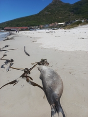 Arctocephalus pusillus pusillus