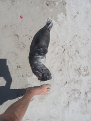 Arctocephalus pusillus pusillus