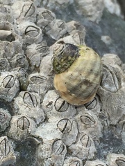 Littorinoidea