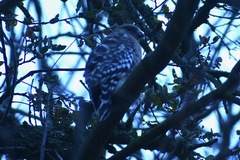 Buteo lineatus