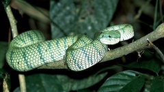 Tropidolaemus subannulatus