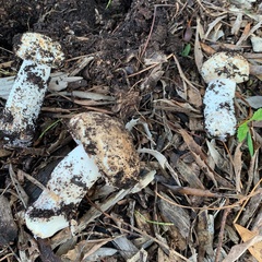 Agaricus boisseletii