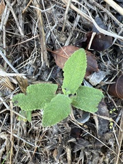 Salvia spathacea