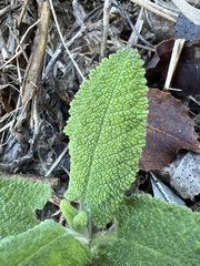 Salvia spathacea