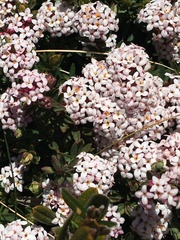 Pimelea alpina