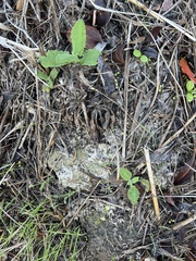 Salvia spathacea