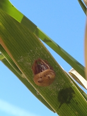Mastophora