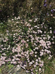 Pimelea alpina