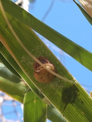 Mastophora