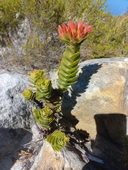 Crassula coccinea