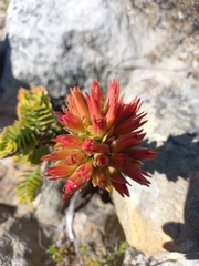 Crassula coccinea