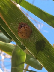 Mastophora