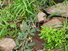 Lespedeza daurica