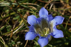 Gentiana septemfida