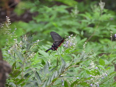 Byasa
