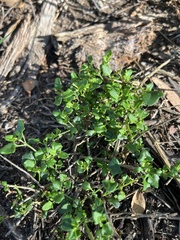 Chenopodium petiolare