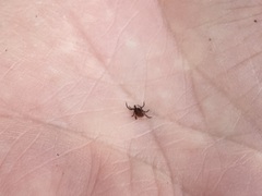 Ixodes pacificus