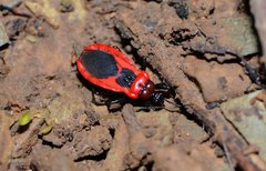 Haematoloecha nigrorufa