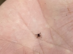 Ixodes pacificus