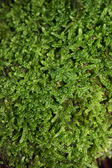 Hypnum cupressiforme