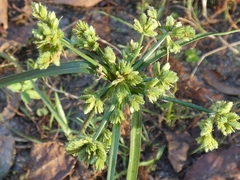 Cyperus surinamensis