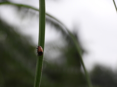 Physosmaragdina nigrifrons