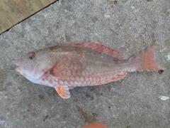 Sparisoma chrysopterum