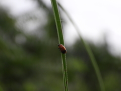 Physosmaragdina nigrifrons