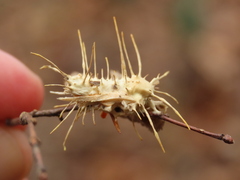 Akanthomyces aculeatus