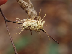 Akanthomyces aculeatus