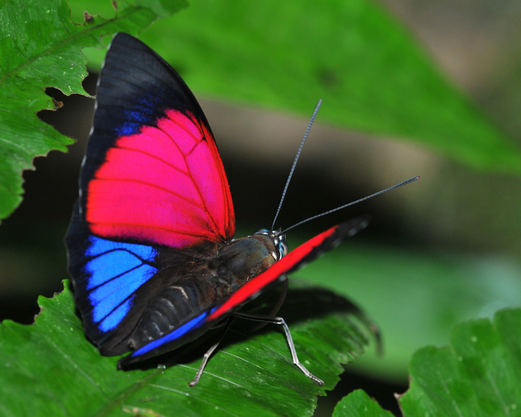 Prepona claudina