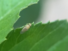 Chyromyidae