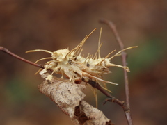 Akanthomyces aculeatus