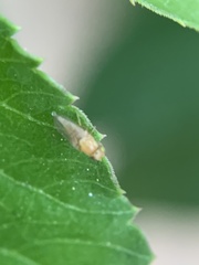 Chyromyidae