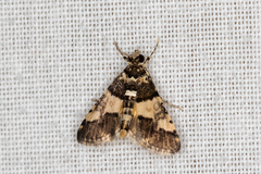 Nacoleia mesochlora