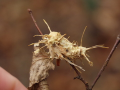 Akanthomyces aculeatus