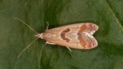 Syntonarcha iriastis