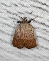 Tortricopsis pyroptis