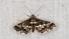 Diasemiopsis ramburialis