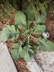 Brassica oleracea
