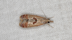 Syntonarcha iriastis